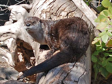 Northern River Otter (Lontra canadensis)