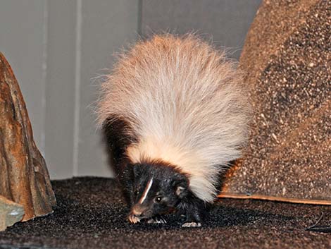 Striped Skunk (Mephitis mephitis)