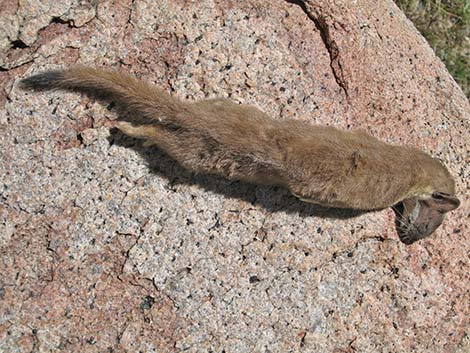 Long-tailed Weasel (Mustela frenata)