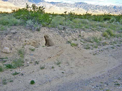 American Badger (Taxidea taxus)