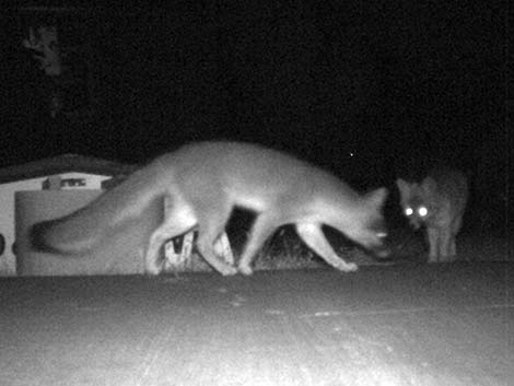 Gray Fox (Urocyon cinereoargenteus)