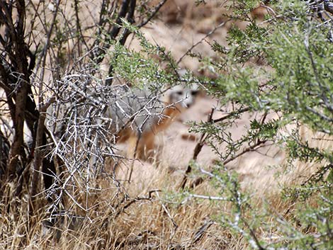 Gray Fox (Urocyon cinereoargenteus)