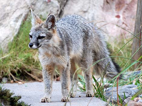 Gray Fox (Urocyon cinereoargenteus)