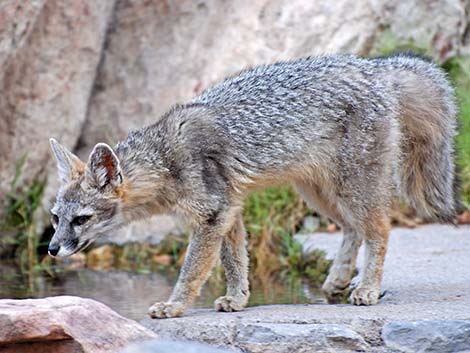 Gray Fox (Urocyon cinereoargenteus)