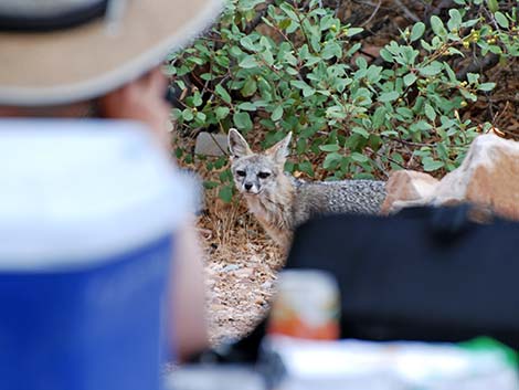 Gray Fox (Urocyon cinereoargenteus)