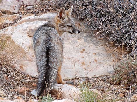 Gray Fox (Urocyon cinereoargenteus)