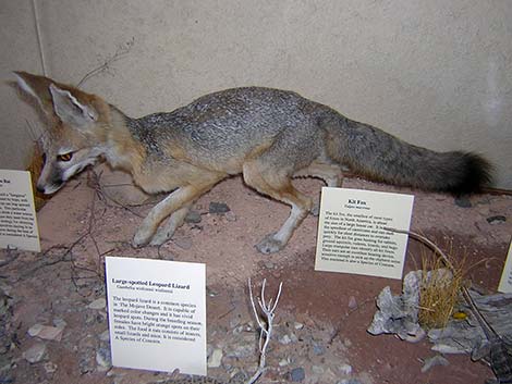 Kit Fox (Vulpes macrotis)