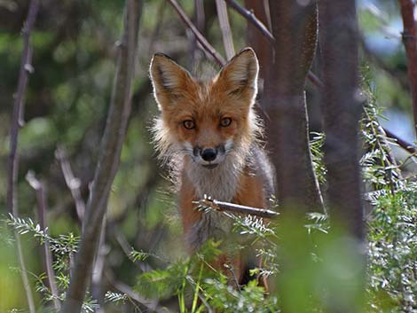 Red Fox (Vulpes vulpes)