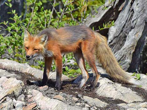 Red Fox (Vulpes vulpes)