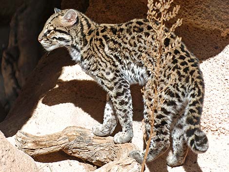 Ocelot (Leopardus pardalis)