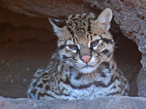 Ocelot (Leopardus pardalis)