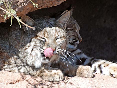 Bobcat (Lynx rufus)