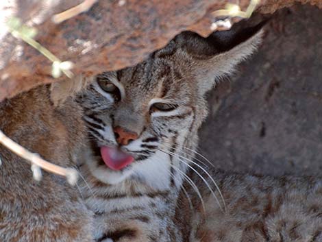 Bobcat (Lynx rufus)