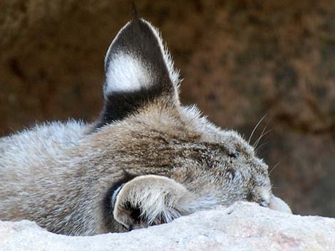 Bobcat (Lynx rufus)