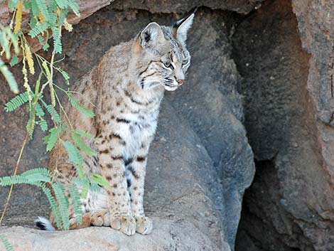 Bobcat (Lynx rufus)