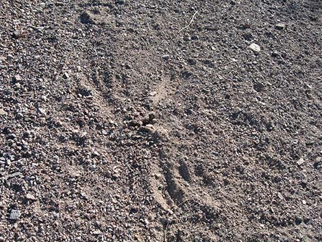 Mountain Lion (Felis concolor) scat