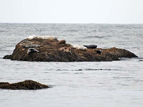 Harbor Seal (Phoca vitulina)