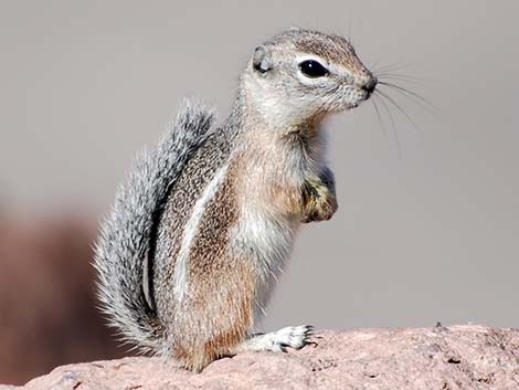 Harris' Antelope Squirrel (Ammospermophilus harrisii)