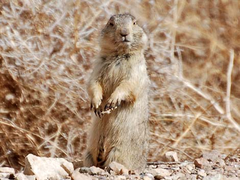 Gunnison's Prairie Dog (Cynomys gunnisoni)