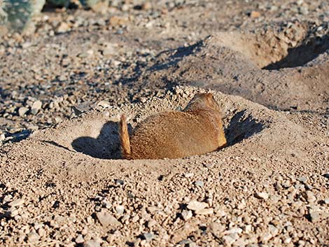 Black-tailed Prairie Dog (Cynomys ludovicianus)