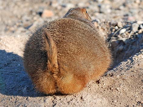 Black-tailed Prairie Dog (Cynomys ludovicianus)