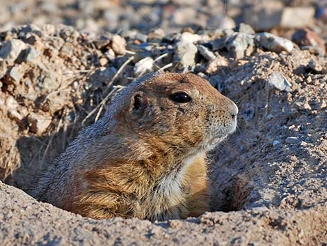 Black-tailed Prairie Dog (Cynomys ludovicianus)