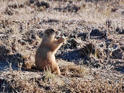 Black-tailed Prairie Dog (Cynomys ludovicianus)