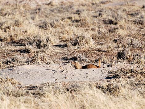 Black-tailed Prairie Dog (Cynomys ludovicianus)