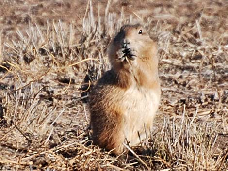 Black-tailed Prairie Dog (Cynomys ludovicianus)