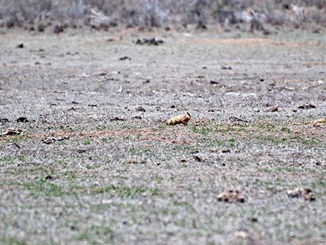 Black-tailed Prairie Dog (Cynomys ludovicianus)