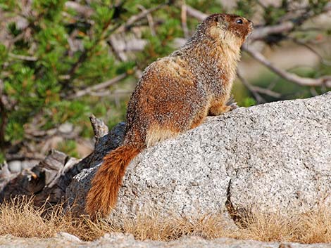 Yellow-bellied Marmot (Marmota flaviventris)