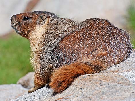 Yellow-bellied Marmot (Marmota flaviventris)