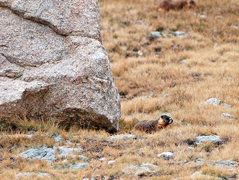 Yellow-bellied Marmot (Marmota flaviventris)