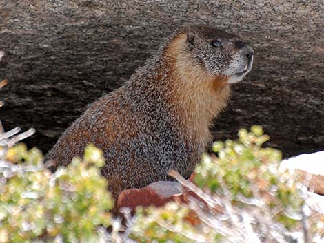 Yellow-bellied Marmot (Marmota flaviventris)