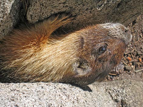 Yellow-bellied Marmot (Marmota flaviventris)