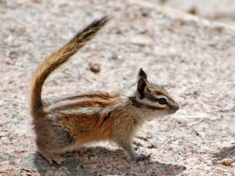 Alpine Chipmunk (Neotamias alpinus)