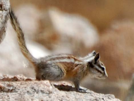 Alpine Chipmunk (Neotamias alpinus)