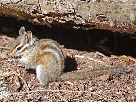 Yellow-pine Chipmunk (Neotamias amoenus)