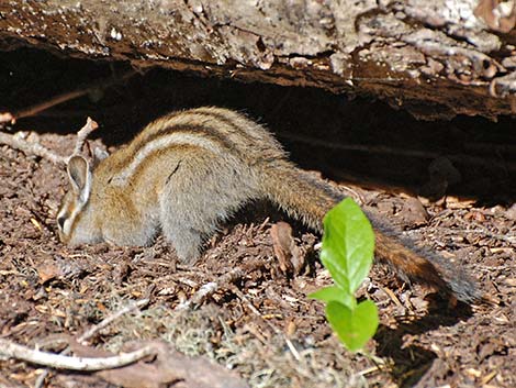 Yellow-pine Chipmunk (Neotamias amoenus)