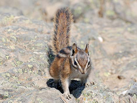 Olympic Chipmunk (Neotamias amoenus caurinus)