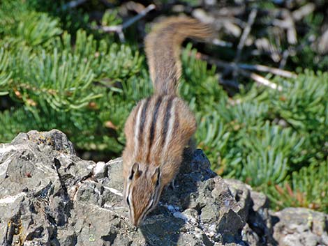 Olympic Chipmunk (Neotamias amoenus caurinus)