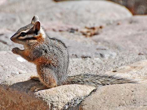 Cliff Chipmunk (Neotamias dorsalis)