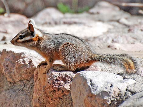 Cliff Chipmunk (Neotamias dorsalis)