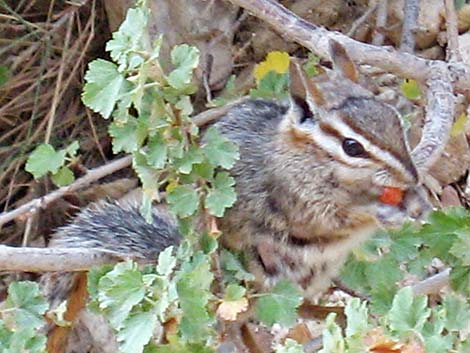 Cliff Chipmunk (Neotamias dorsalis)