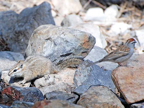 Cliff Chipmunk (Neotamias dorsalis grinnelli)