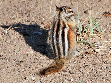 Least Chipmunk (Neotamias minimus)