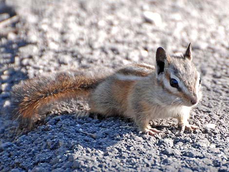 Charleston Mountain Chipmunk (Neotamias palmeri)