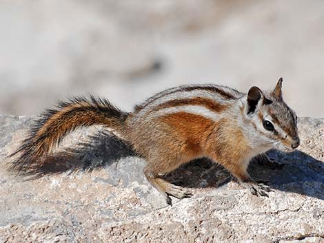 Charleston Mountain Chipmunk (Neotamias palmeri)