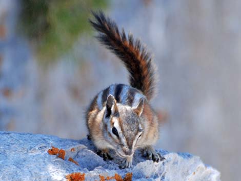 Charleston Mountain Chipmunk (Neotamias palmeri)