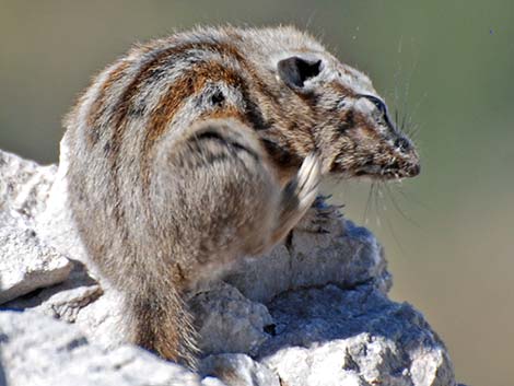 Charleston Mountain Chipmunk (Neotamias palmeri)